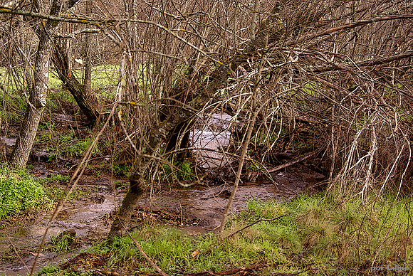 Arroyo Arenas