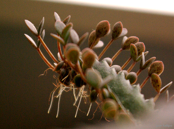 Kalanchoe daigremontiana
