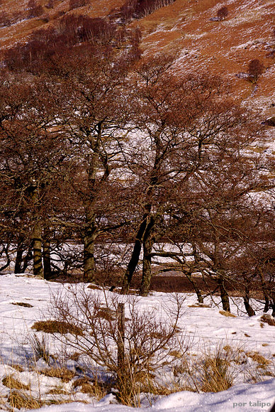 Valle cercano a Fort Williams