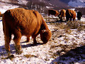 Vacas escocesas