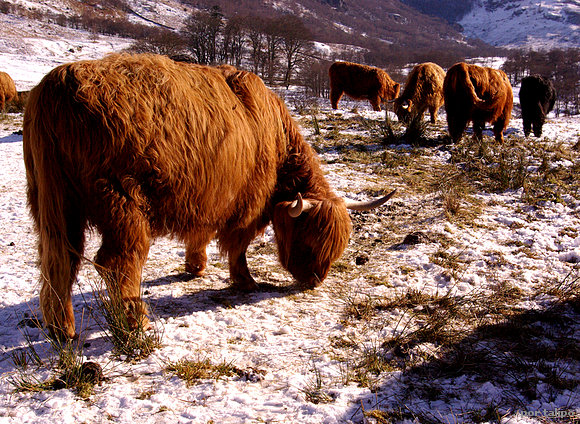Vacas escocesas