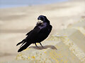 Cuervo com&uacute;n (Corvus corax)