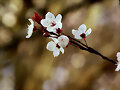 Ciruelo pisardi en flor