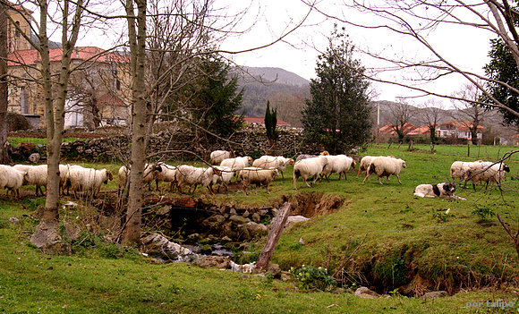 La Mesta cántabra