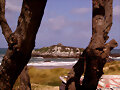 San Pedruco entre los troncos de los tamarises