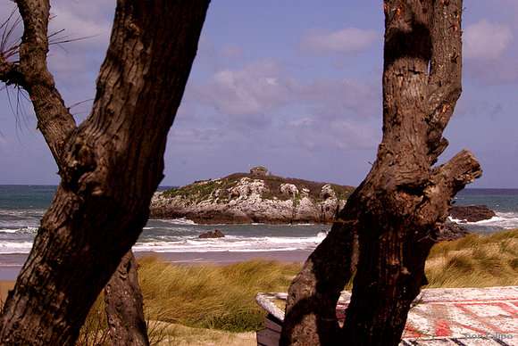 San Pedruco entre los troncos de los tamarises