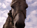 Burro (Equus africanus asinus)