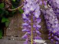 Glicinia  (Wisteria sp.)