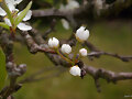 Brotes de la flor del manzano