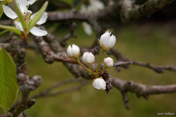 Brotes de la flor del manzano