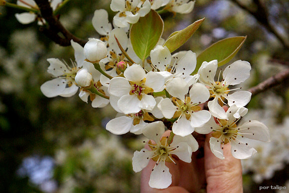 Las flores del manzano