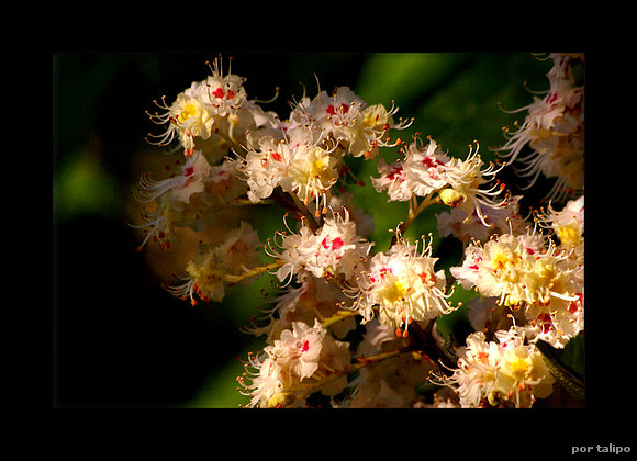 La flor del castaño de Indias
