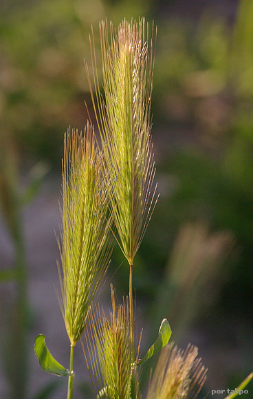 Las espigas de la avena