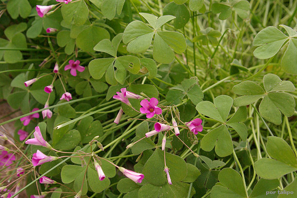 Las flores del trebol (Trifolium)