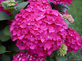 Hortensia (Hydrangea macrophylla)