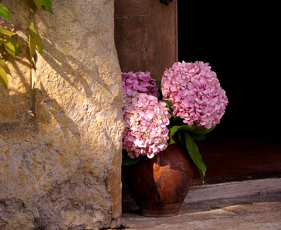 Hortensias