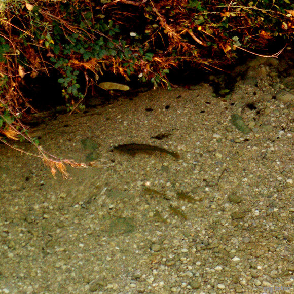 Truchas (Oncorhynchus mykiss)