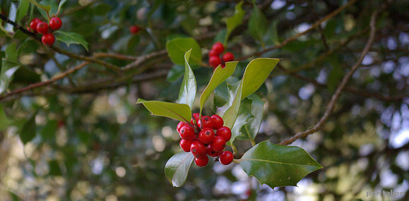Acebos (Ilex acuifolium)