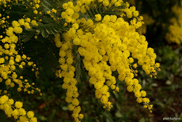 Las flores de la mimosa