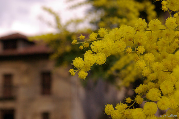 Más flores de la mimosa