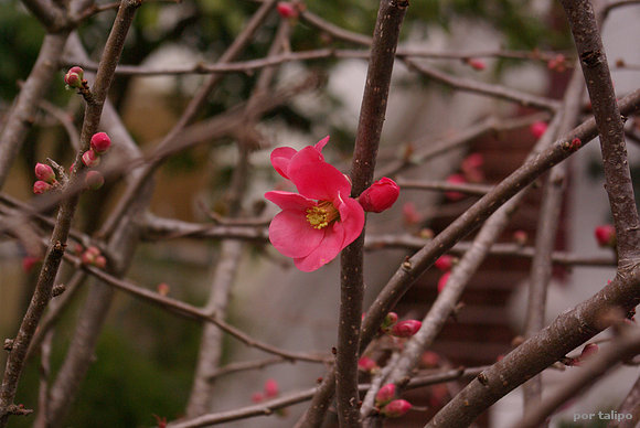 La primera flor
