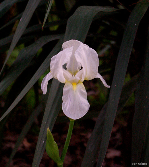 Lirio (Iris sp.)