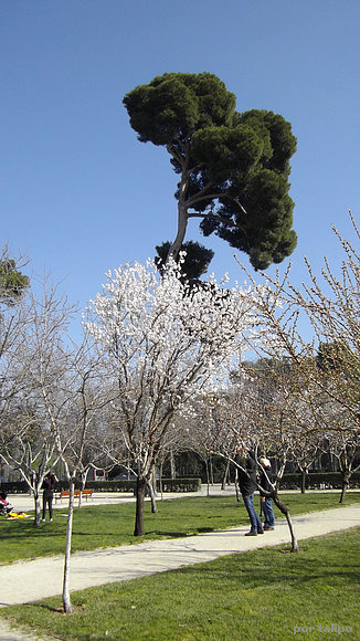Cerezo en flor sobre pino