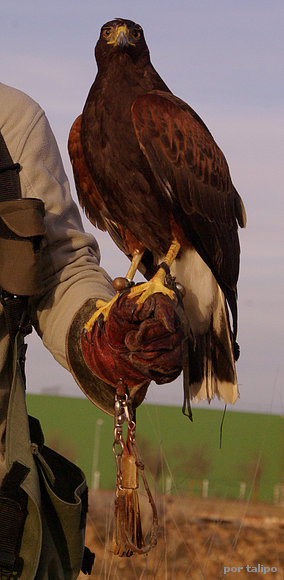 Harris (Parabuteo unicinctus)