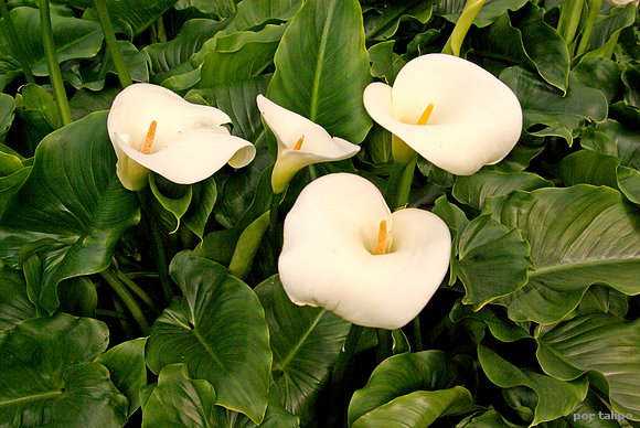 Calas (Zantedeschia aethiopica)