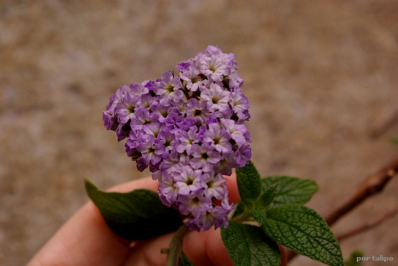 La flor del heliotropo