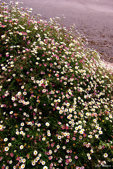 Margaritas (Bellis perennis)