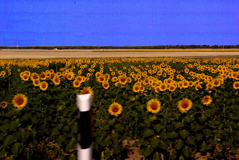 Campo de girasoles