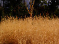 Avena loca (Avena fatua)