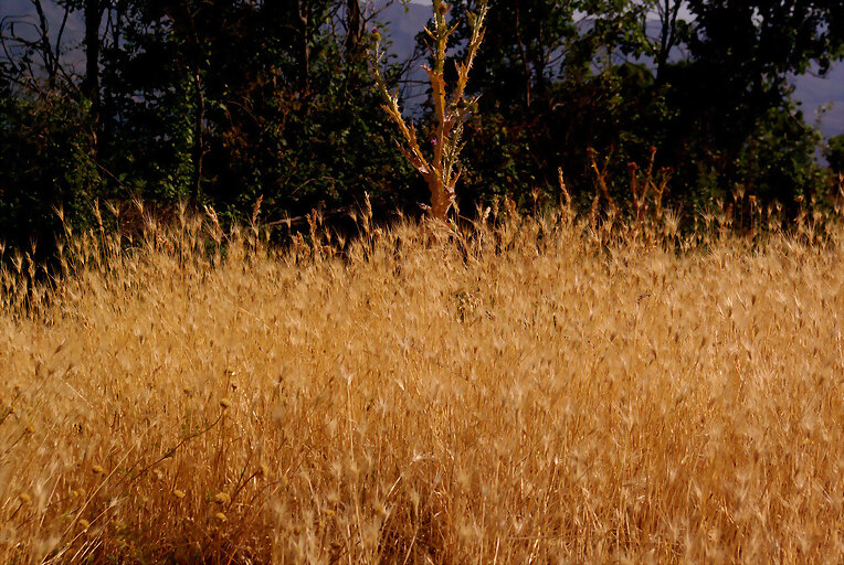 Avena loca (Avena fatua)