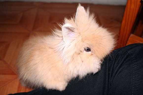 Mi conejo =)