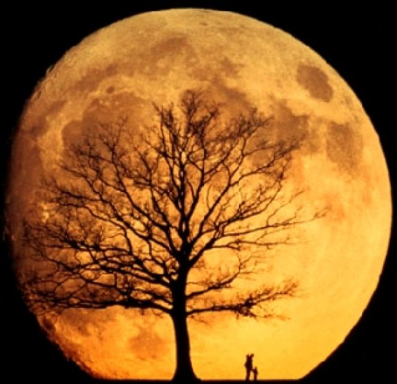 Honey moOn