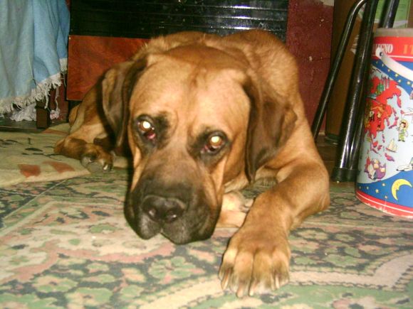 mi perro k lo kero mazooo!!mi hugito