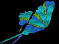 MARIPOSA