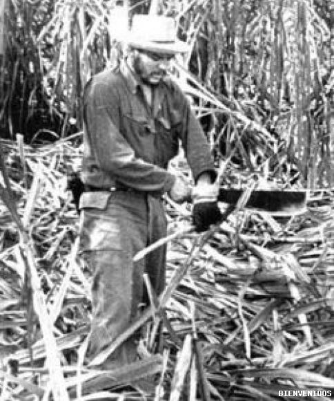 CHE CORTANDO CAÑA DE AZUKAR