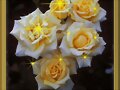 ROSAS