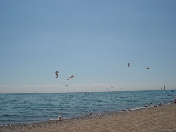 playa toronto