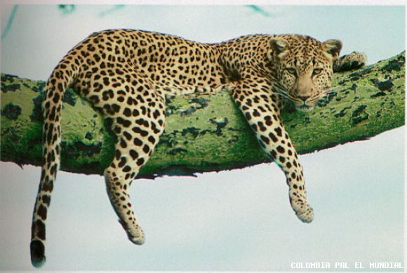 el animal que me identifica