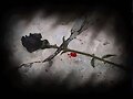 the dark an love