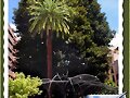 Ficus - Santo Domingo
