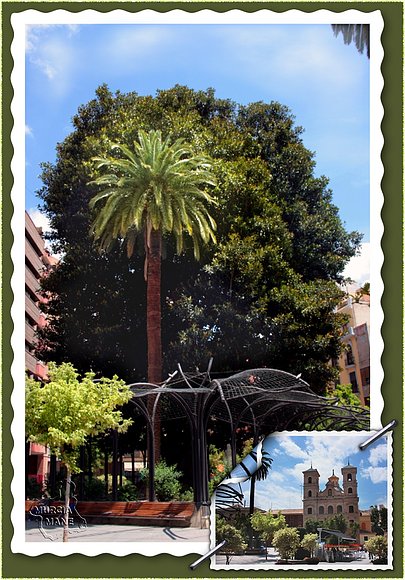 Ficus - Santo Domingo