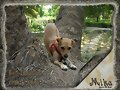 Mika
