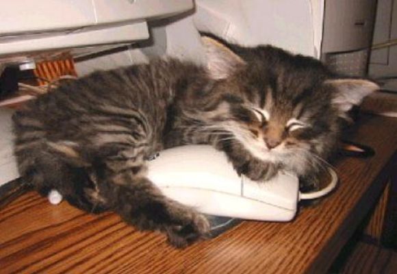 para atreyu q no l gustan ls gatos ;)