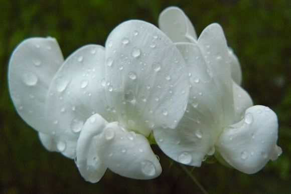 ¿cuál es el nombre de esta flor?