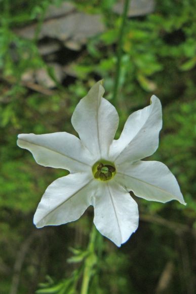 SOLANACEAE