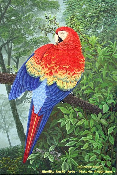 Orlando Argañaraz, el poder del dibujo.